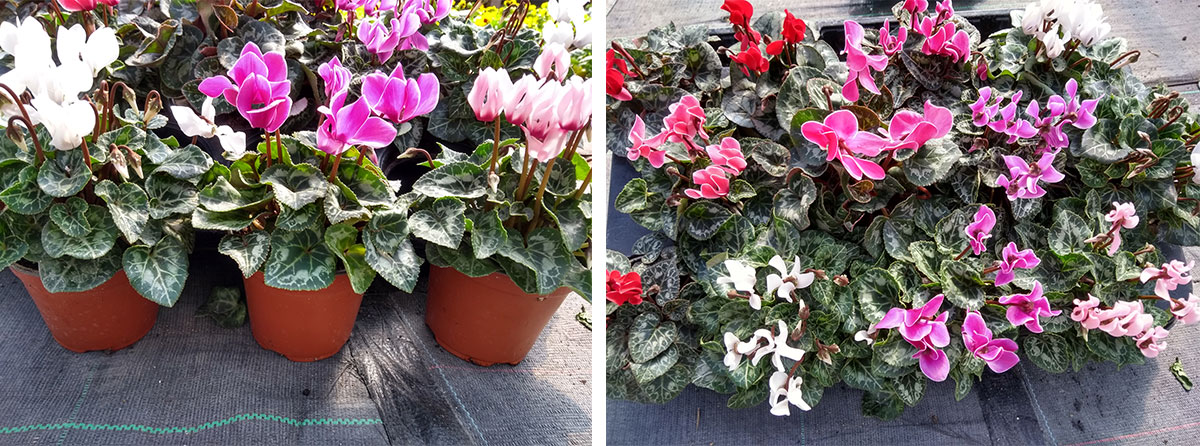 Cyclamen grown at our nursery