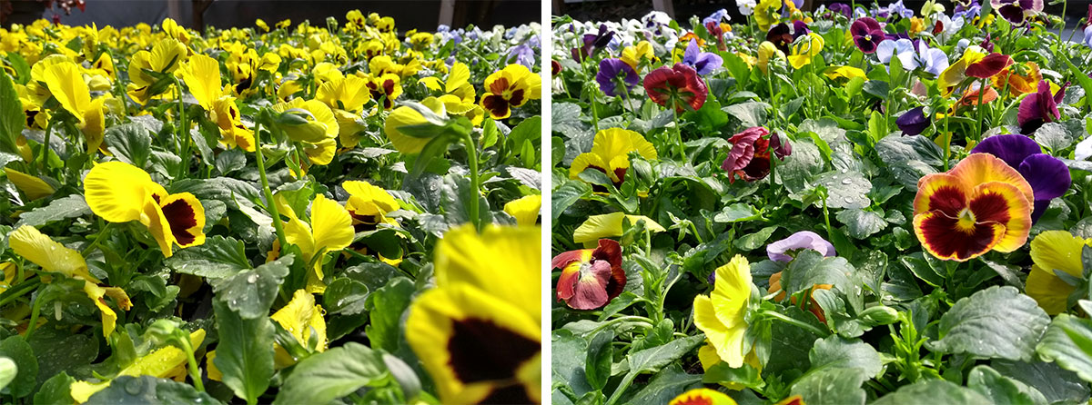 All of our Winter bedding plants are grown by our nursery team.