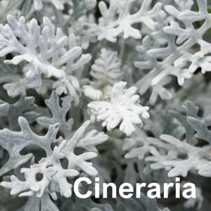 Cineraria Bedding Plant