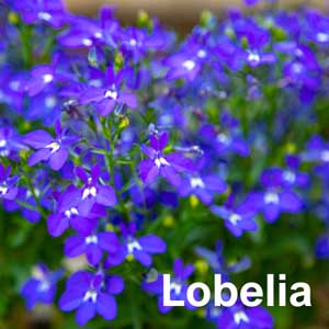 Trailing Lobelia Bedding Plant
