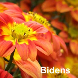 Bidens Bedding Plant in Individual Pots