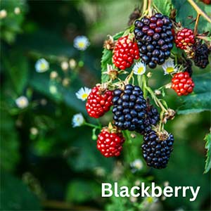 Blackberry 