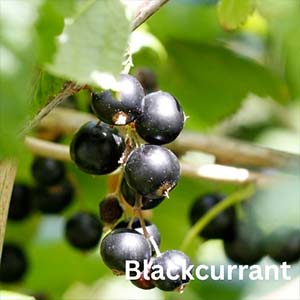 Blackcurrant