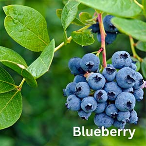 Blueberries