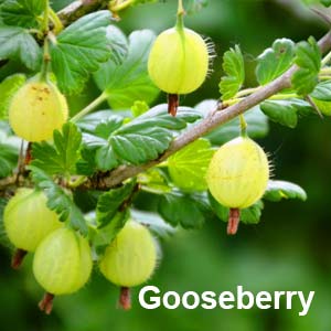 Gooseberry
