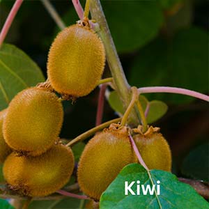 Kiwi