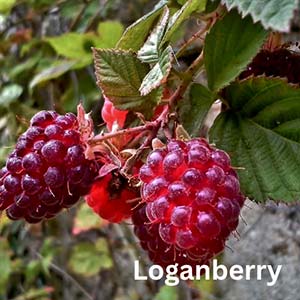 Loganberry 