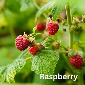 Raspberry