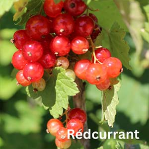 Redcurrant