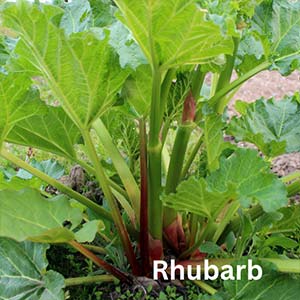 Rhubarb