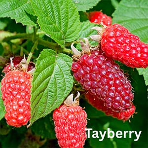 Tayberry