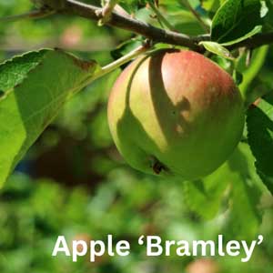 Apple Bramley Seedling