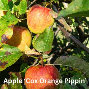 Apple Coxs Orange Pippin