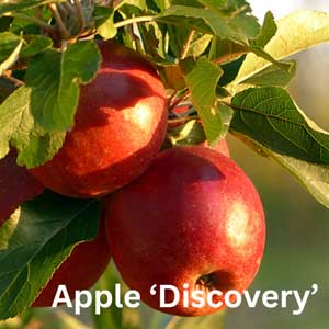Apple - Discovery