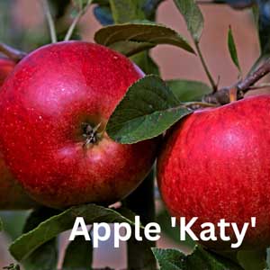 Apple - Katy