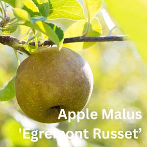Apple Malus - Egremont Russet