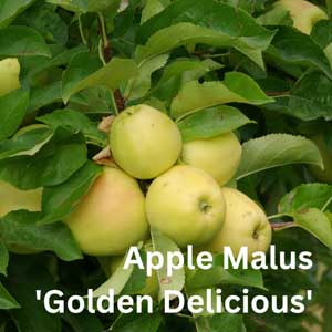 Apple Malus - Golden Delicious