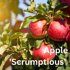 Apple - Scrumptious