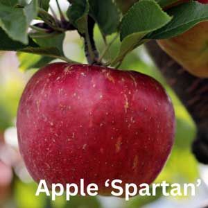 Apple - Spartan