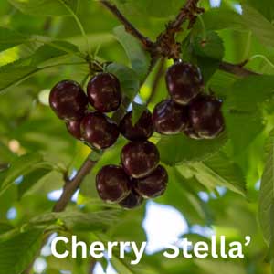 Cherry - Stella
