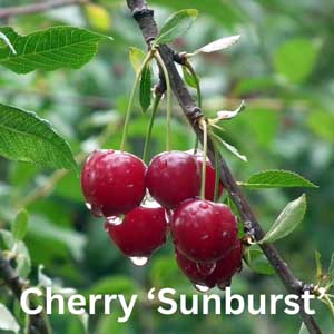 Cherry -Sunburst