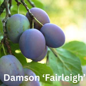 Damson - Fairleigh