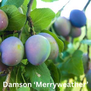 Damson - Merryweather