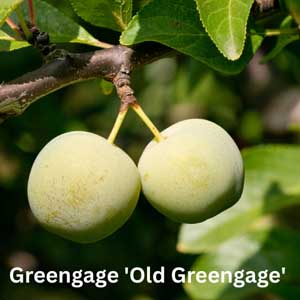 Greengage - Old Greengage