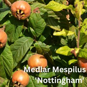 Medlar Mespilus - Nottingham