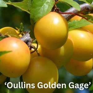 Oullins Golden Gage