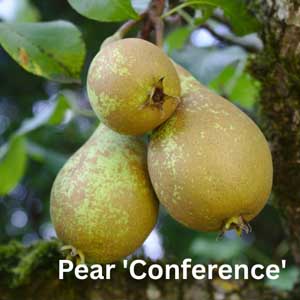 Pear - Conference