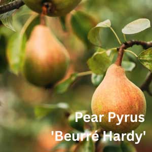 Pear Pyrus - Beurré Hardy