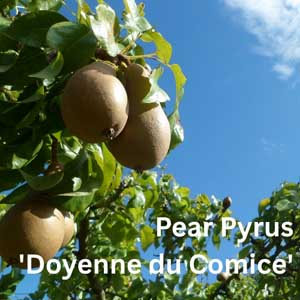 Pear Pyrus - Doyenne du Comice