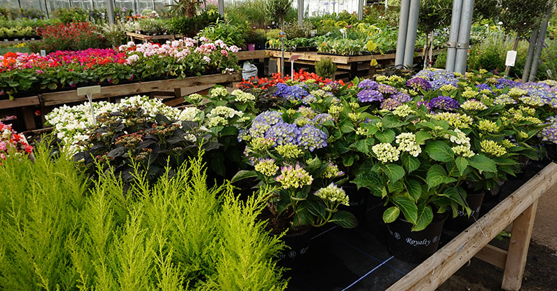 Plants of All Varieties and Sizes