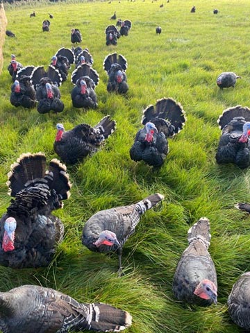 Christmas Turkeys at Meadow Grange near Canterbury