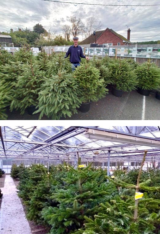 Christmas Trees in stock at Meadow Grange near Canterbury