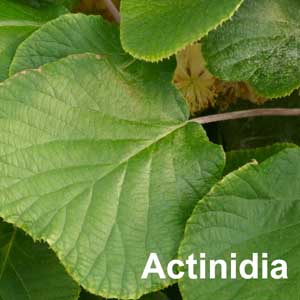 Actinidia Shrub
