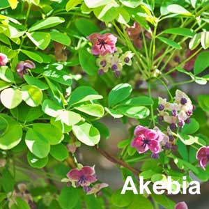 Akebia Shrub
