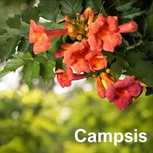 Campsis Shrub