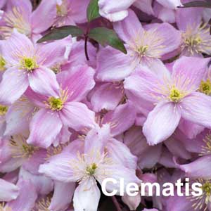 Clematis Shrub