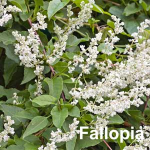 Fallopia Shrub