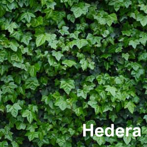 Hedera Shrub