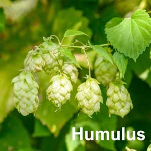 Humulus Shrub