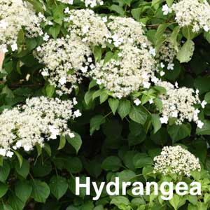 Hydrangea Shrub