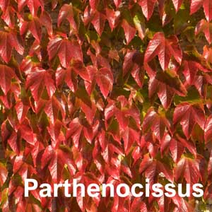 Parthenocissus Shrub