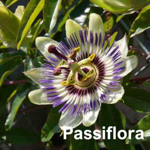 Passiflora Shrub