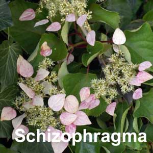 Schizophragma Shrub