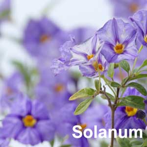 Solanum Shrub