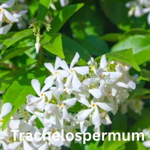 Trachelospermum Shrub