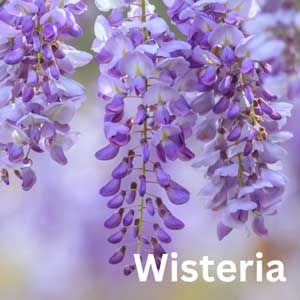 Wisteria Shrub